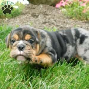 Beau, Miniature Bulldog Puppy